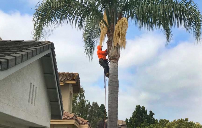 TRIM-PLAMS Palm Tree Trimming
