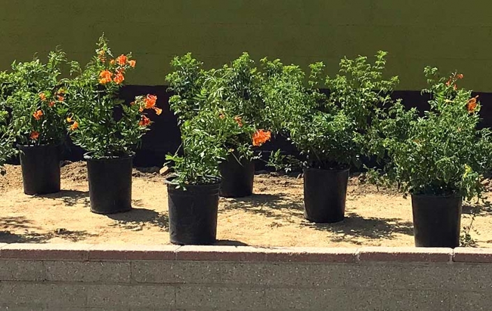 plants Planting
